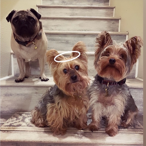 Meet your Posher, - Picture 3 of 3